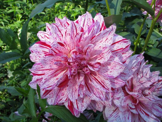 Dahlia variabilis